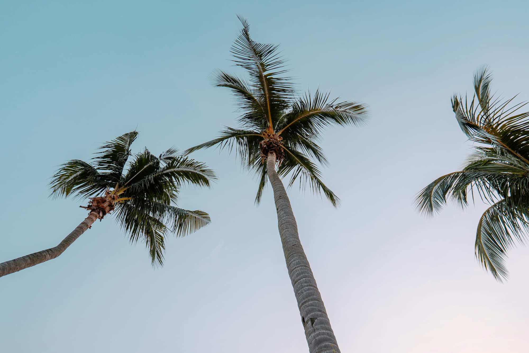 Worms eye view photography of coconut palm trees